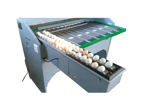 China Egg Grader Machine Manufacturer Egg Grading Machine Cost Price
